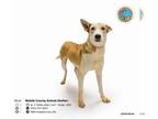 Labrador Retriever-Siberian Husky Mix DOG FOR ADOPTION RGADN-1235386 - ARGYLIA -