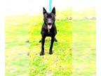 German Shepherd Dog Mix DOG FOR ADOPTION RGADN-1235390 - Dixie Wonderful