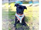 American Pit Bull Terrier Mix DOG FOR ADOPTION RGADN-1235401 - BOOBOO - Pit Bull