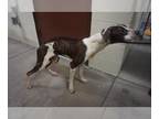 Pointer Mix DOG FOR ADOPTION RGADN-1235408 - TIMID TIMMY - Pointer / Mixed