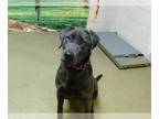 Labrador Retriever DOG FOR ADOPTION RGADN-1235410 - A532099 - Labrador Retriever