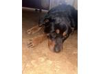 Adopt Razy_ a Rottweiler