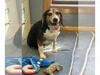 Beagle DOG FOR ADOPTION RGADN-1235417 - Pecan - Beagle (short coat) Dog For