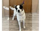 Huskies Mix DOG FOR ADOPTION RGADN-1235419 - Benny - Cattle Dog / Husky / Mixed