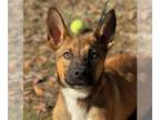 German Shepherd Dog Mix DOG FOR ADOPTION RGADN-1235422 - Hannah - German