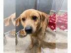 Labrador Retriever Mix DOG FOR ADOPTION RGADN-1235425 - Rocky - Labrador