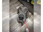 Weimaraner DOG FOR ADOPTION RGADN-1235430 - Blue Laredo - Weimaraner Dog For