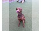 Doberman Pinscher Mix DOG FOR ADOPTION RGADN-1235440 - Oaklyn - Doberman