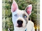 American Staffordshire Terrier Mix DOG FOR ADOPTION RGADN-1235442 - Trudy -