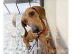 Labbe DOG FOR ADOPTION RGADN-1235447 - CRICKET - Beagle / Labrador Retriever /