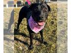 Labrador Retriever Mix DOG FOR ADOPTION RGADN-1235448 - MARY PUPPINS - Labrador