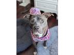 Adopt Lexi a American Staffordshire Terrier
