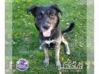Labrottie DOG FOR ADOPTION RGADN-1235468 - ZION - Rottweiler / Labrador