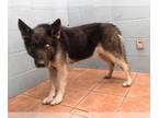 German Shepherd Dog-Siberian Husky Mix DOG FOR ADOPTION RGADN-1235484 - PHOEBE -