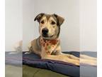 Shepradors DOG FOR ADOPTION RGADN-1235487 - *PANINI - German Shepherd Dog /
