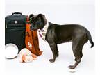 Boxer Mix DOG FOR ADOPTION RGADN-1235488 - NESTLE - Boxer / Mixed (medium coat)