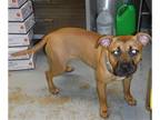 Black Mouth Cur Mix DOG FOR ADOPTION RGADN-1235489 - KISSES - Black Mouth Cur /