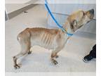 American Pit Bull Terrier DOG FOR ADOPTION RGADN-1235501 - YARA - Pit Bull
