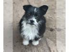 Bossi-Poo DOG FOR ADOPTION RGADN-1235503 - Willa - Boston Terrier / Poodle