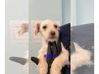 Norfolk Terrier Mix DOG FOR ADOPTION RGADN-1235504 - BARRY - Podengo Portugueso