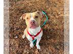 American Pit Bull Terrier Mix DOG FOR ADOPTION RGADN-1235511 - Ox - Pit Bull