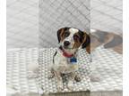 Beagle DOG FOR ADOPTION RGADN-1235513 - Okie - Beagle / Retriever Dog For