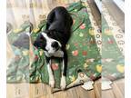 Boston Terrier-Mountain Cur Mix DOG FOR ADOPTION RGADN-1235522 - Lizzie -