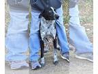 German Shorthaired Lab DOG FOR ADOPTION RGADN-1235527 - 240104 Rango - Labrador