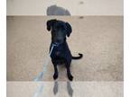 Labrador Retriever Mix DOG FOR ADOPTION RGADN-1235529 - GEORGE - Labrador