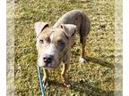 American Pit Bull Terrier Mix DOG FOR ADOPTION RGADN-1235542 - RYKER - Pit Bull
