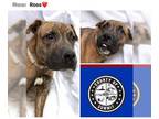 Labrador Retriever Mix DOG FOR ADOPTION RGADN-1235550 - ROSS - Hound / Labrador