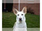 Mix DOG FOR ADOPTION RGADN-1235551 - Hera - White German Shepherd (long coat)