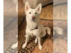 white german shepherd Mix DOG FOR ADOPTION RGADN-1235583 - Vuk - White German