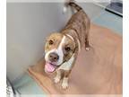 Border Collie-Boston Terrier Mix DOG FOR ADOPTION RGADN-1235591 - BOBO - Border