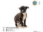 Rat Terrier Mix DOG FOR ADOPTION RGADN-1235597 - MOOSE - Rat Terrier / Mixed