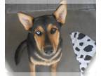 German Shepherd Dog-Siberian Husky Mix DOG FOR ADOPTION RGADN-1235602 - TURTLE -