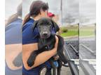 Shepradors DOG FOR ADOPTION RGADN-1235623 - HEUREUX - Labrador Retriever /