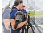 Shepradors DOG FOR ADOPTION RGADN-1235624 - FELIX - Labrador Retriever / German