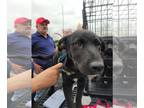 Shepradors DOG FOR ADOPTION RGADN-1235625 - LIETO - Labrador Retriever / German
