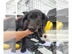Shepradors DOG FOR ADOPTION RGADN-1235627 - JOY - Labrador Retriever / German