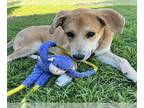 Labrenees DOG FOR ADOPTION RGADN-1235628 - RANGER - Labrador Retriever / Great