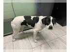 Pointer Mix DOG FOR ADOPTION RGADN-1235645 - FLOPPSY - English Pointer / Mixed