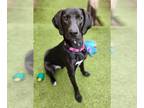 Lab-Pointer DOG FOR ADOPTION RGADN-1235646 - REGGIE - Labrador Retriever /