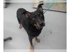 Rottweiler Mix DOG FOR ADOPTION RGADN-1235650 - DEE BO - Rottweiler / Mixed