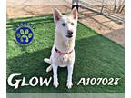 Mix DOG FOR ADOPTION RGADN-1235651 - GLOW - Husky (medium coat) Dog For
