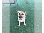 Mastiff Mix DOG FOR ADOPTION RGADN-1235652 - MIKEY - Mastiff / Mixed (medium