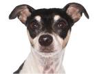 Miniature Pinscher Mix DOG FOR ADOPTION RGADN-1235662 - Willy - Miniature