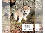 Mix DOG FOR ADOPTION RGADN-1235666 - Ember - Husky (medium coat) Dog For
