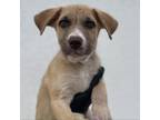 Adopt Elsie a American Staffordshire Terrier
