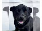 Labrador Retriever Mix DOG FOR ADOPTION RGADN-1235675 - Kane - Foster or Adopt